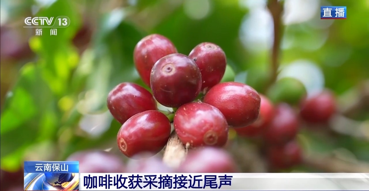 两张产业名片助力云南经济腾飞开元棋牌“左手咖啡右手茶”(图10)